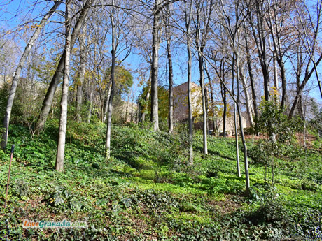 view of the alhambra inside the forest
