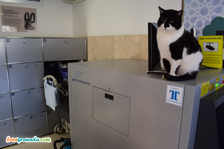 cat in toilets of alhambra