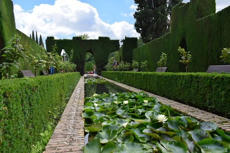 green bushes made of cipres and lilias en the lake