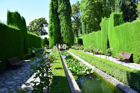 cypress of generalife
