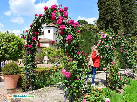 generalife flowers