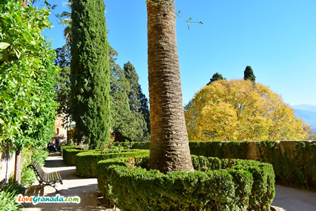 jardin adarves palm trees
