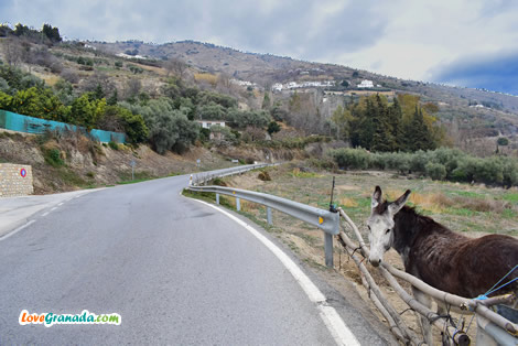 Alpujarra race with bubion and capileira in the background