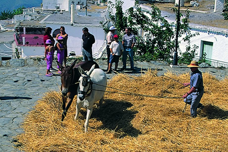 horses in alpujarra
