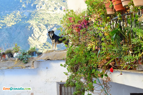 dog on the roof of the house in mecinilla