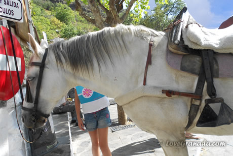 hourse in alpujarra