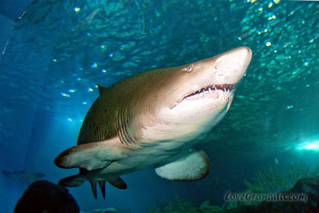 sharks in the aquarium of almuñecar