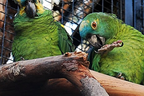 two geen parrots in loro sexi park in almuñecar