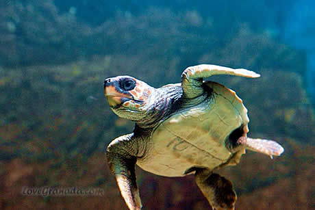 tortoise in the aquarium of almuñecar