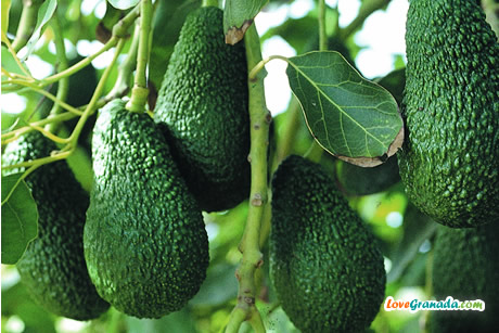 avocados in costa of granada