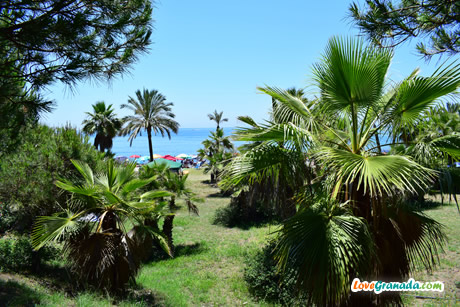 palm trees in calabajio
