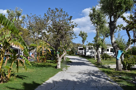 trees and plots in camping la herradura