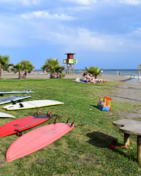 nice palm tree on the beach of motril