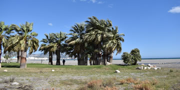 motril beaches with palm trees
