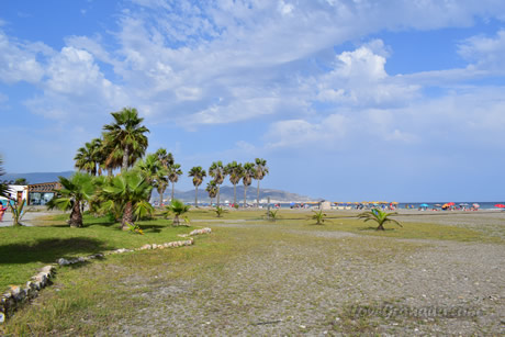 palm trees near thebear of motril