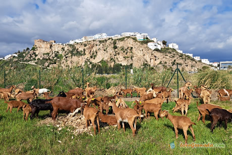view of the castle one of the places to see in salobreña