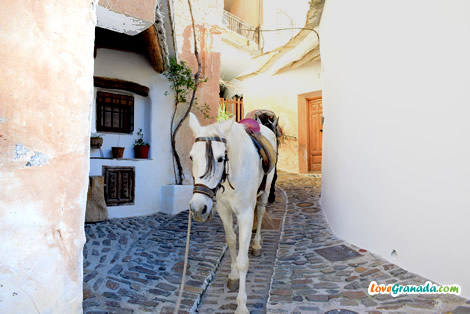alpujarra horse