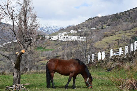 alpujarras old arquitecture
