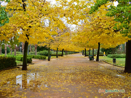 corridor with trees in october in garcia lorca park