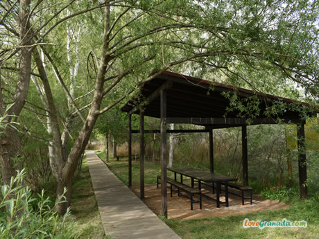 bird watching in the padul wetland