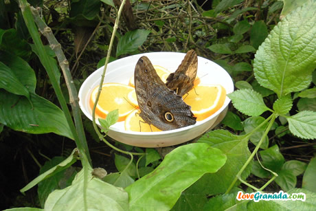 butterflies in science museum
