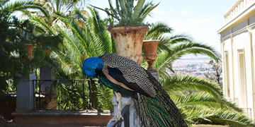 gardens of carmen de los martires