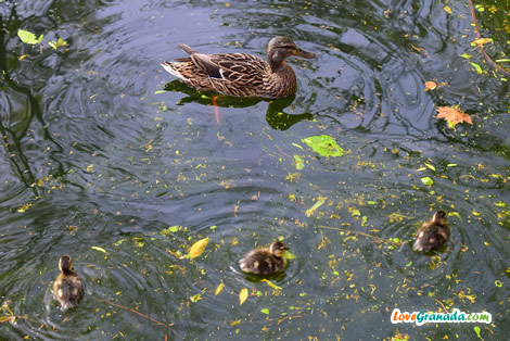 duck mother with three small kids