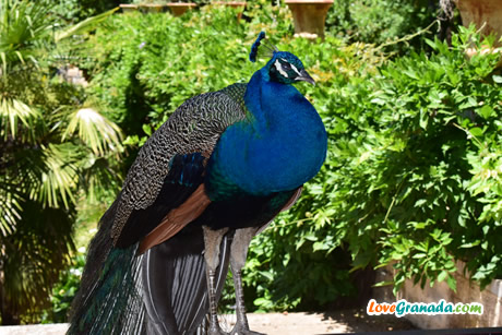 peacock in carmen martires