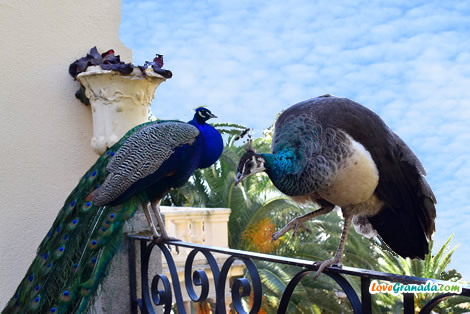 two peacocks