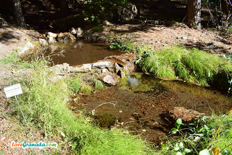 botanic garden ponds