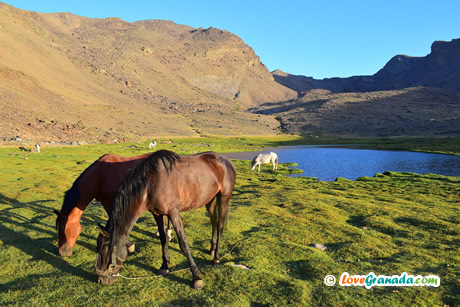 hourses in siete lagunas