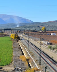 train in the forests